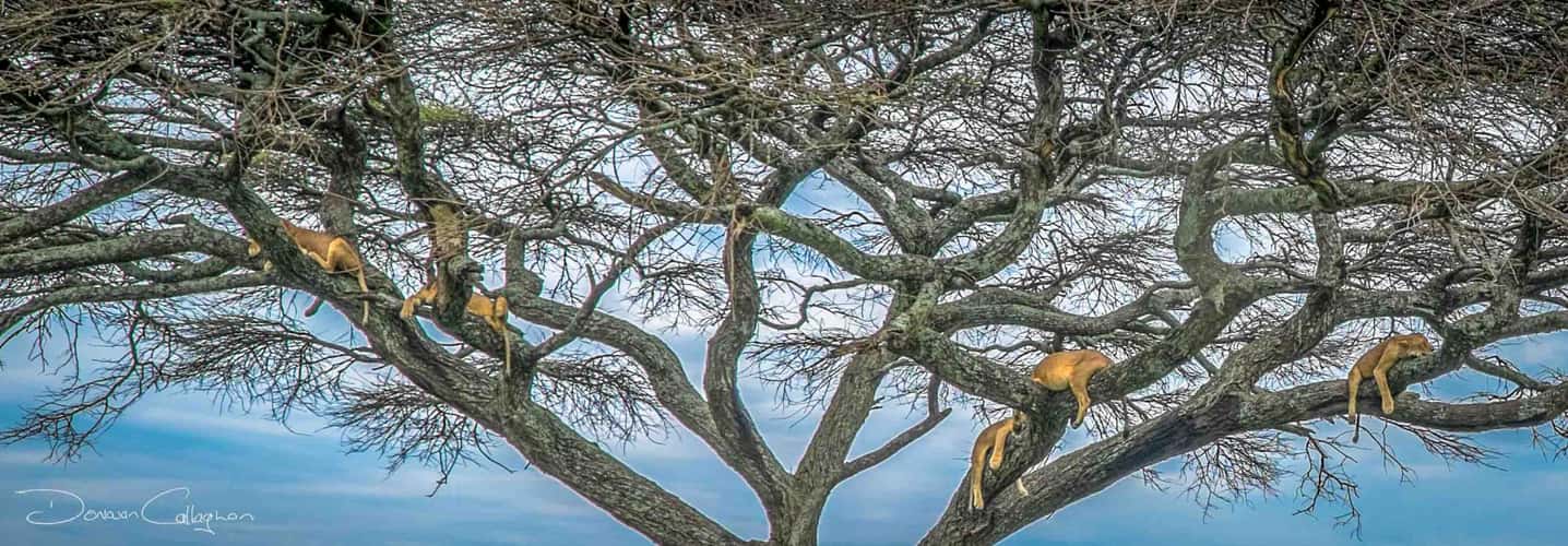 Lioness's sleeping in a tree Serengeti