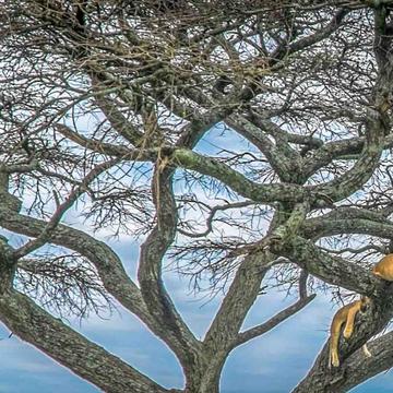 Lioness's sleeping in a tree Serengeti, Tanzania