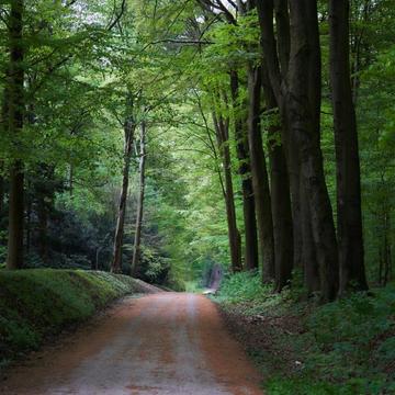 Winding road between trees (without car traffic), Germany