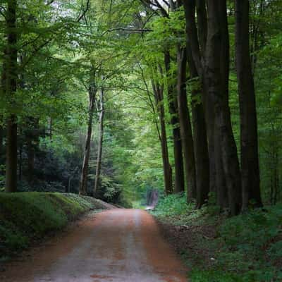 Winding road between trees (without car traffic), Germany