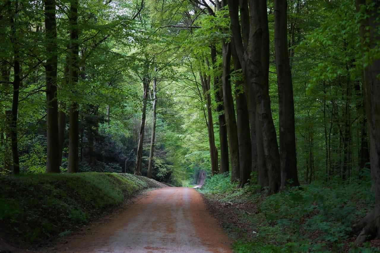 Winding road between trees (without car traffic), Germany
