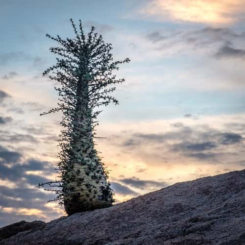 National park central Baja California