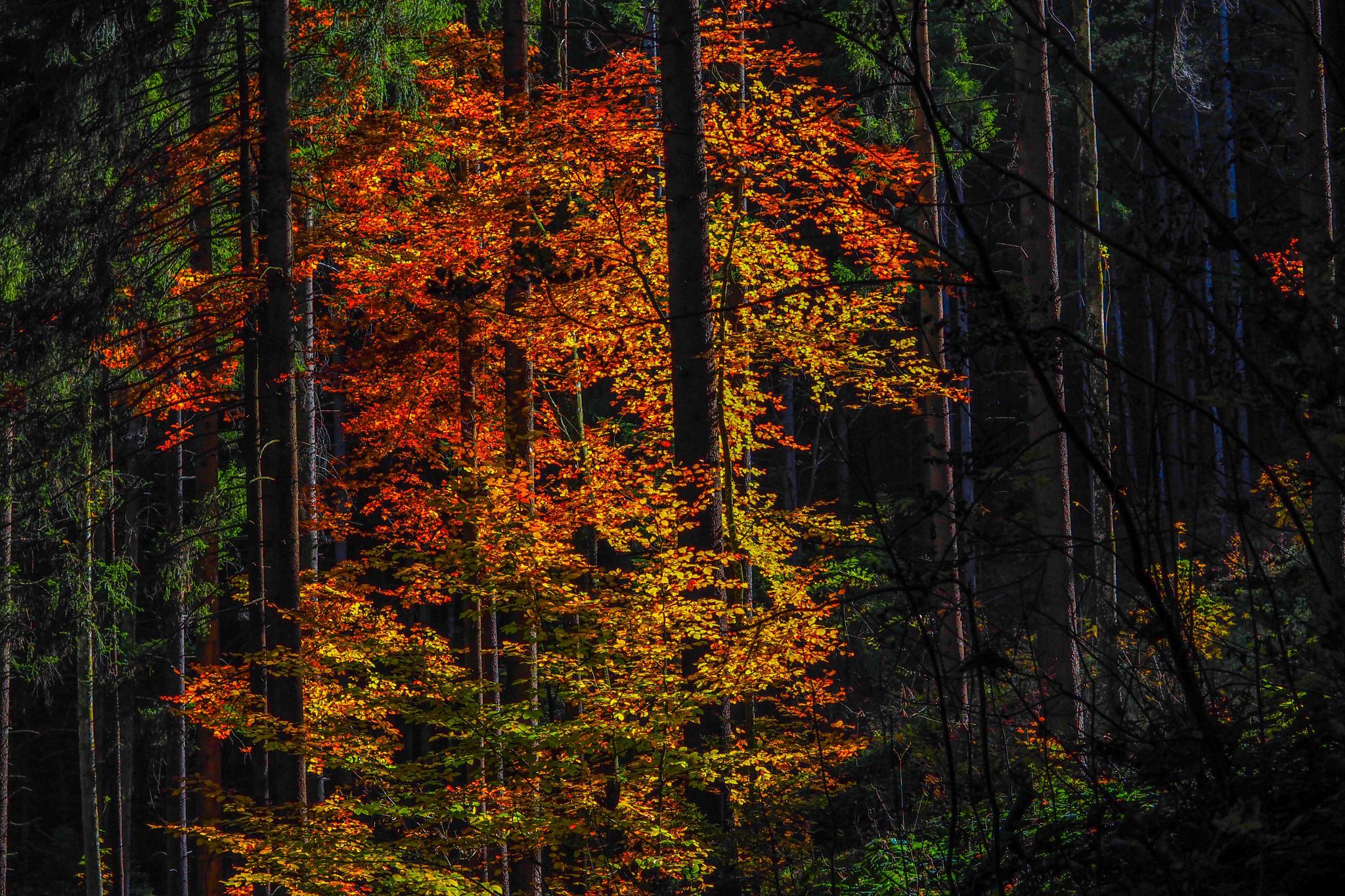 Herbststimmung in Niederrickenbach, Switzerland