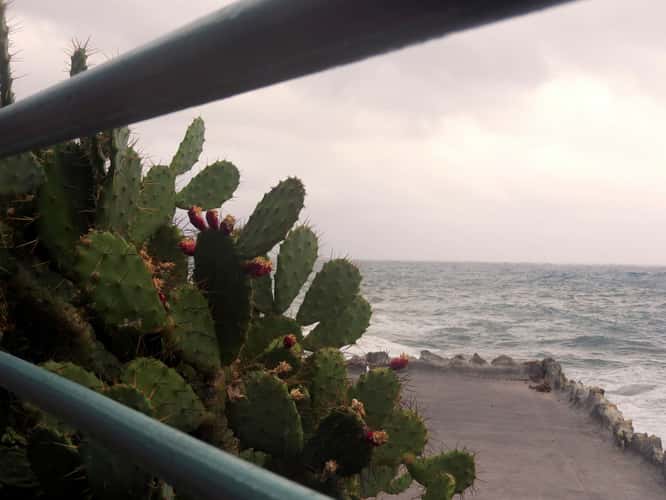 Nervi