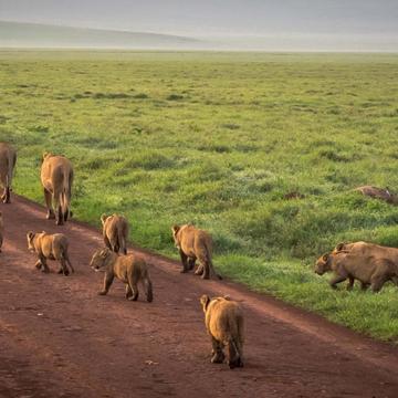 Ngorongoro Crater Lion pride, Tanzania