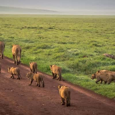 Ngorongoro Crater Lion pride, Tanzania