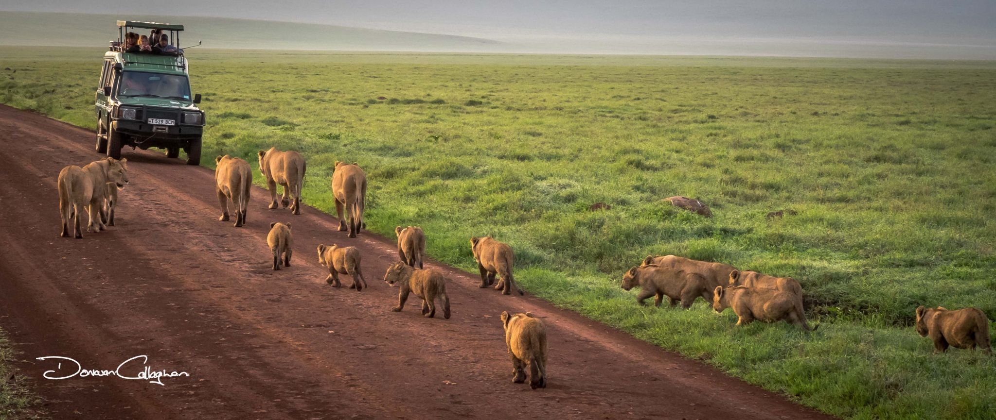 Ngorongoro Crater Lion pride, Tanzania