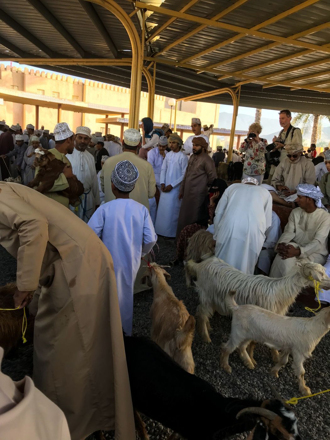 Nizwa Goat Suk Oman, Oman
