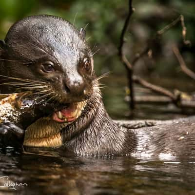 Otter having lunch Napo cuador, Ecuador