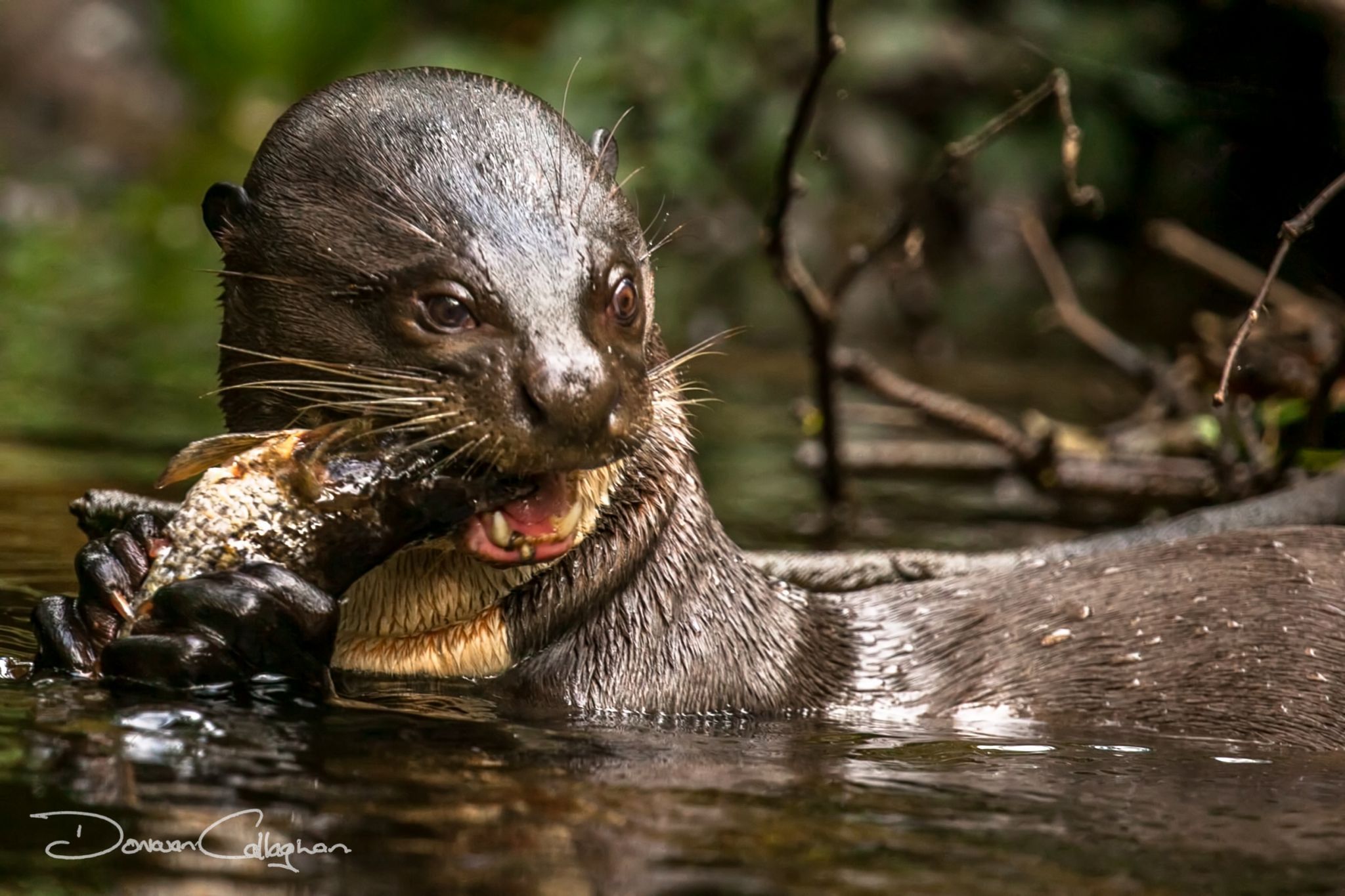 Otter having lunch Napo cuador, Ecuador