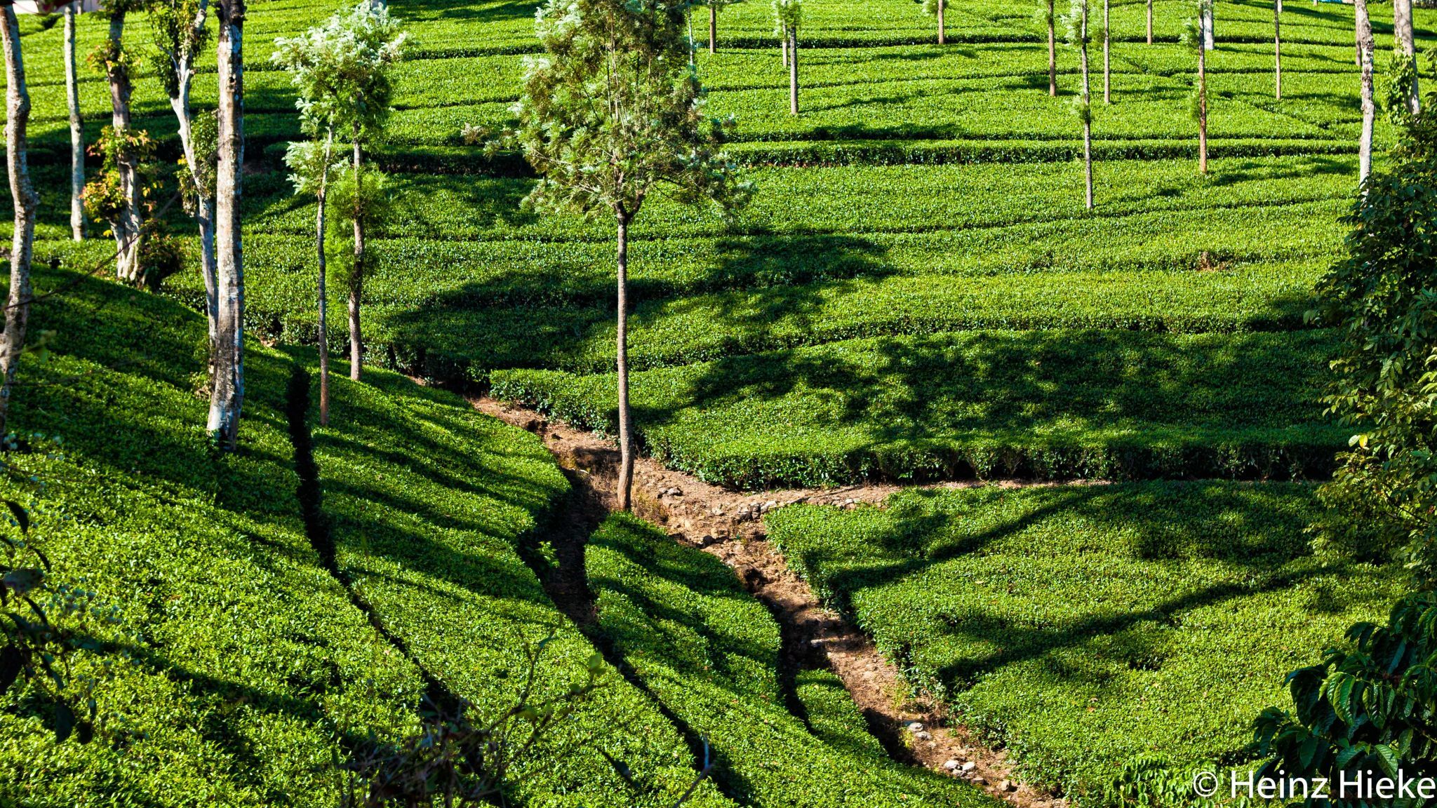 Tea plantation, Munnar- Kerala, India