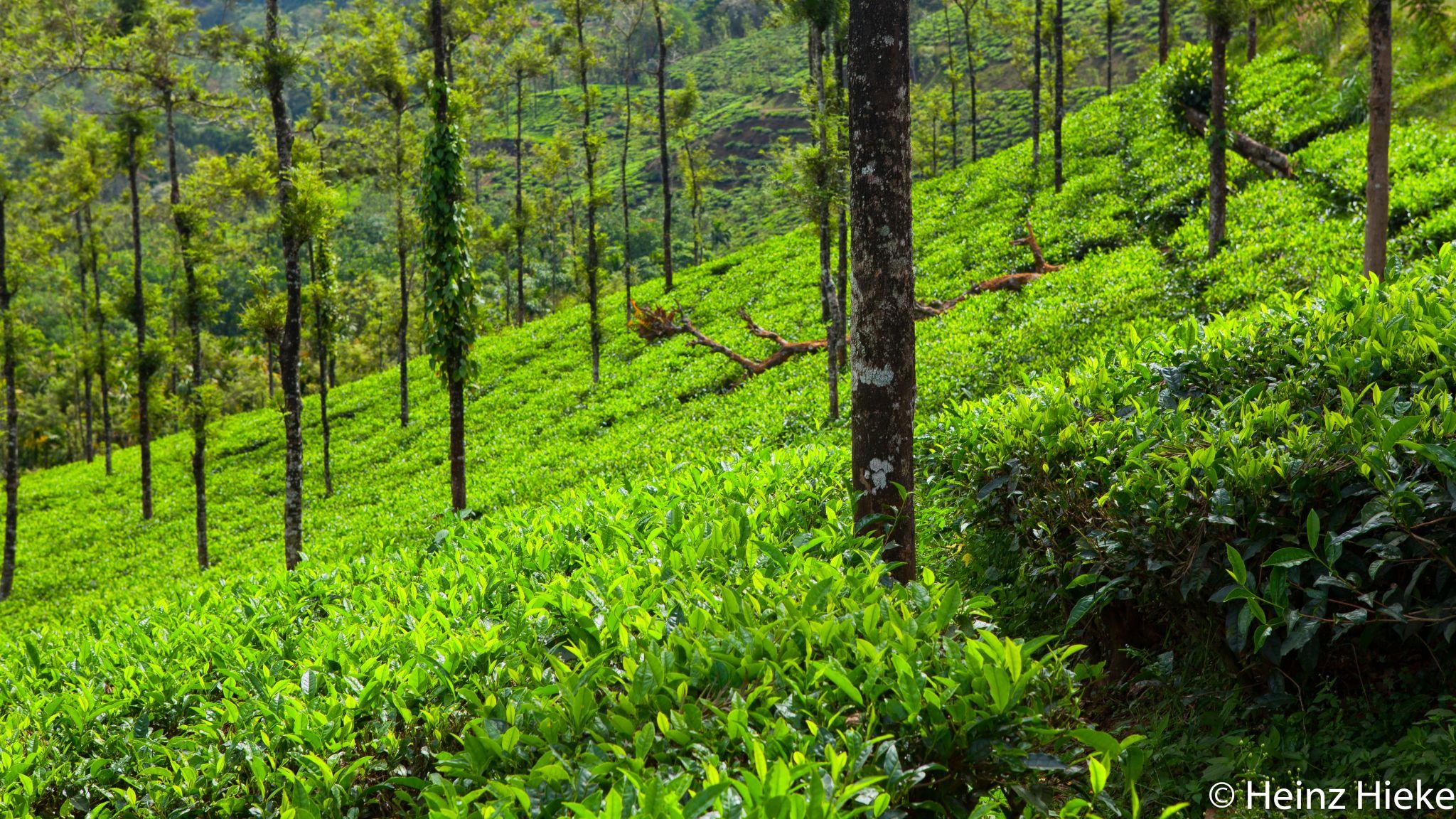 Tea plantation, Munnar- Kerala, India
