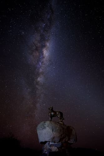 Tekapo Dog Momument