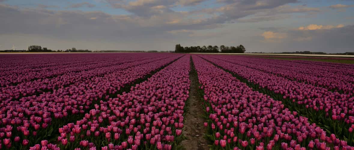 Tulip fields forever