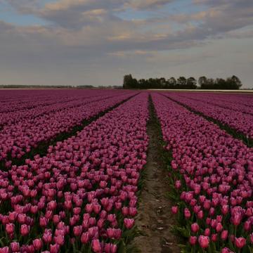 Tulip fields forever, Netherlands
