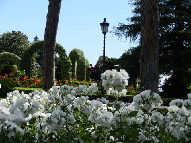Vatican Rose Garden