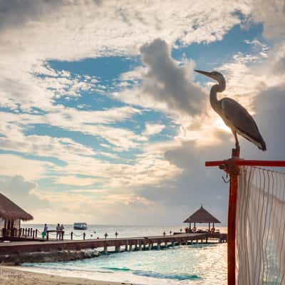 Vivanta by Taj, Maldives