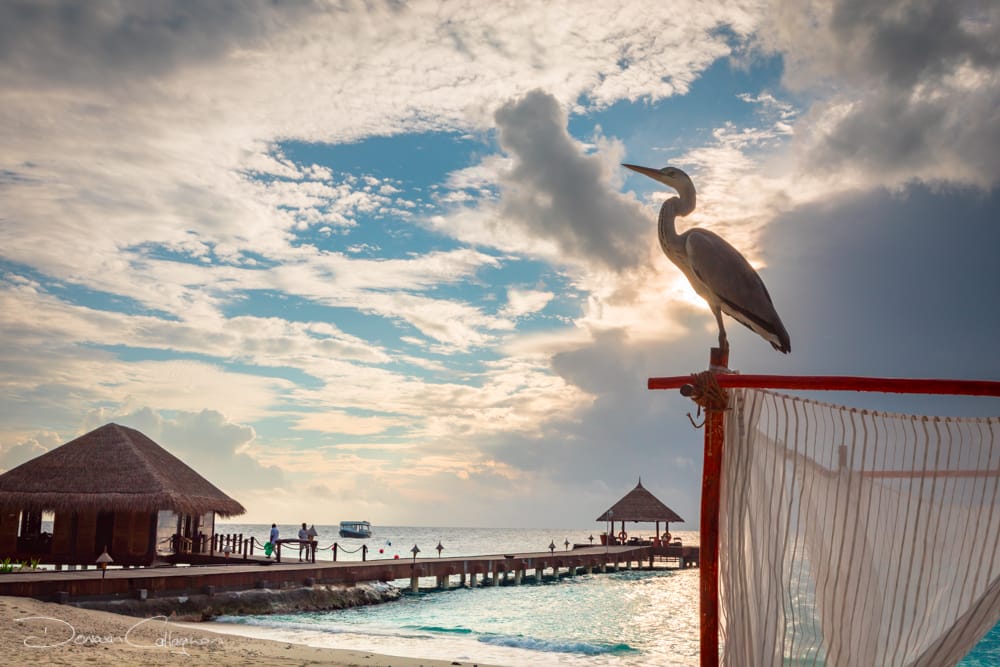Vivanta by Taj, Maldives