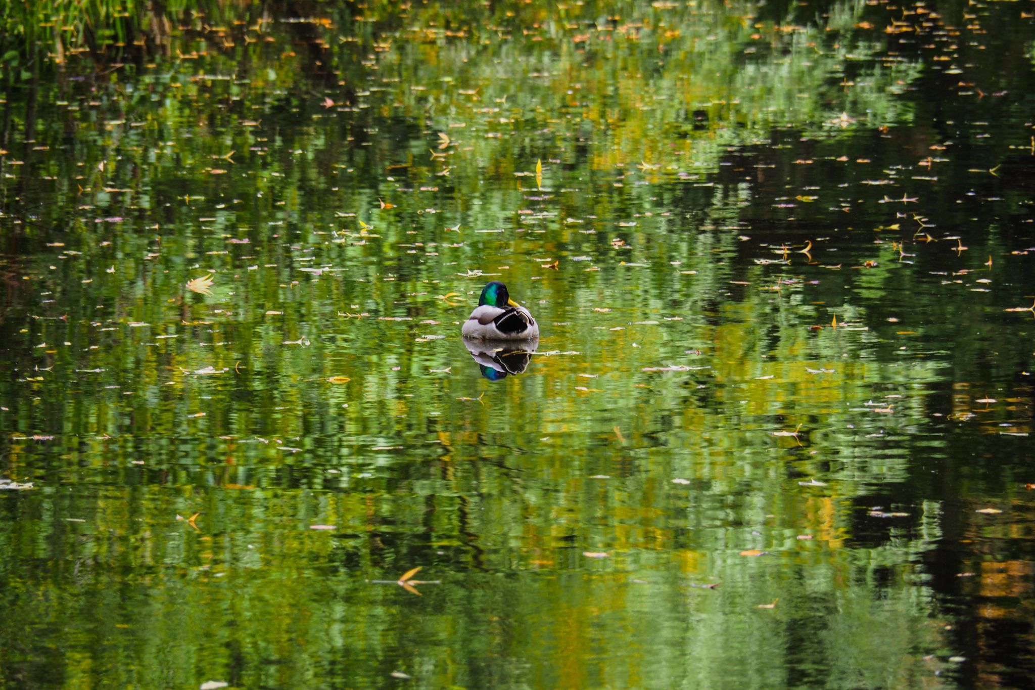 Vondelpark, Netherlands
