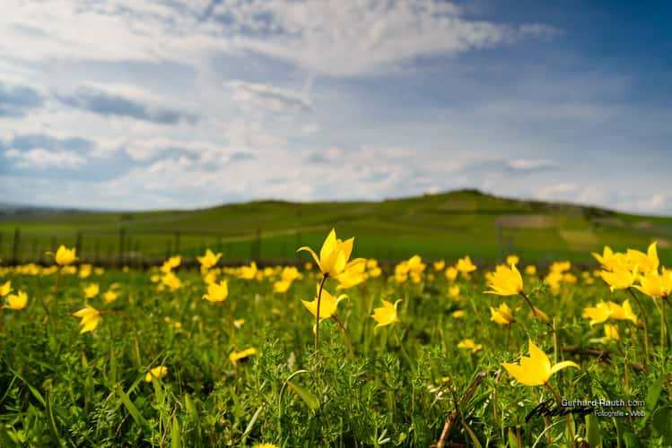 Wildtulpenfeld
