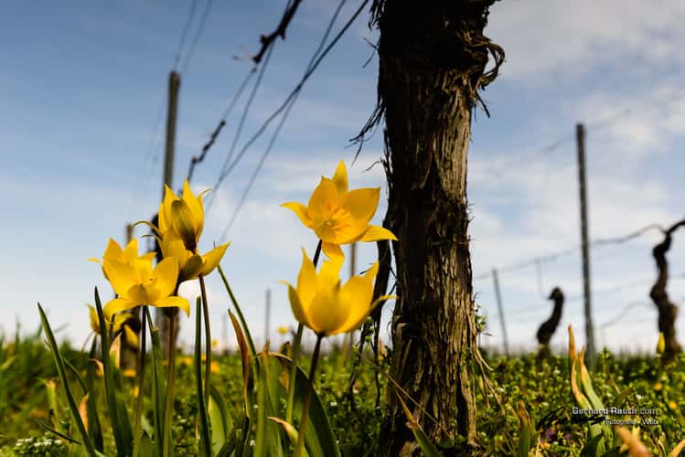 Wildtulpenfeld