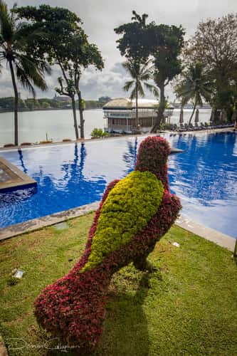 Cinnamom Lakeside Hotel Topiary Colombo