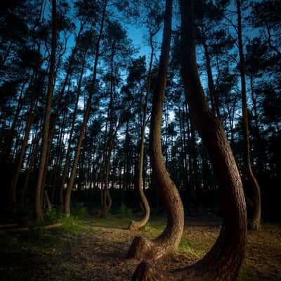 Crooked Forest, Poland