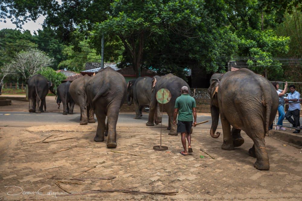 Elephant off to wash in the river, Sri Lanka