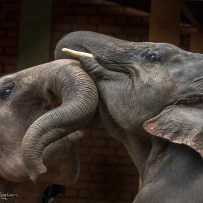 Elephants testing each other, Sri Lanka