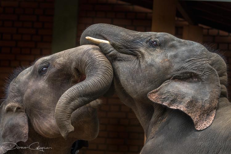 Elephants testing each other