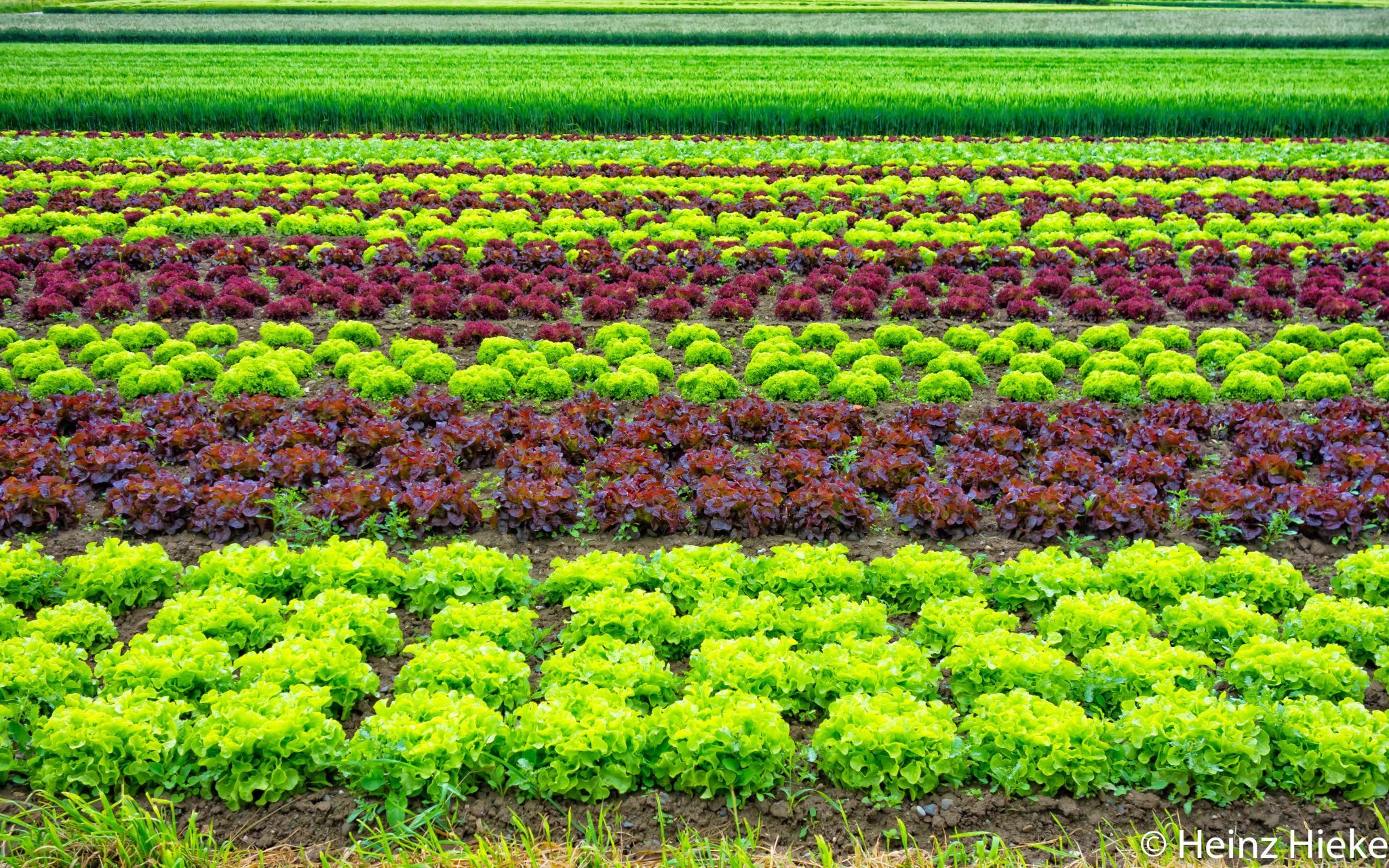 fields, Switzerland