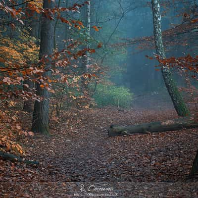 Foggy Morning in Harburg Forrest, Germany