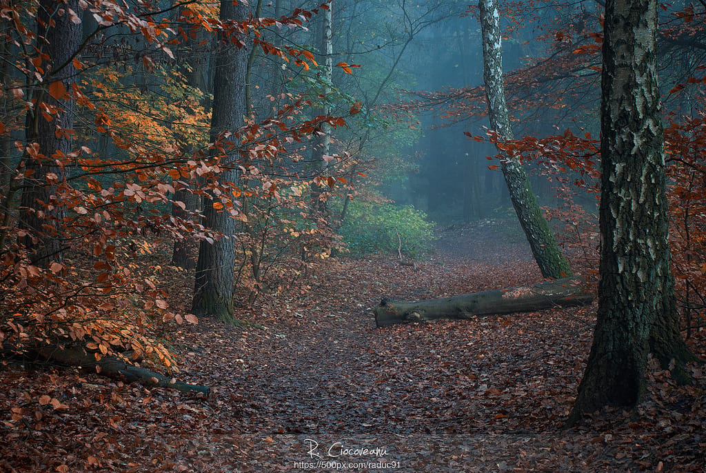 Foggy Morning in Harburg Forrest, Germany