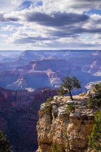 Grand Canyon Tree View