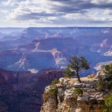 Grand Canyon Tree View, USA