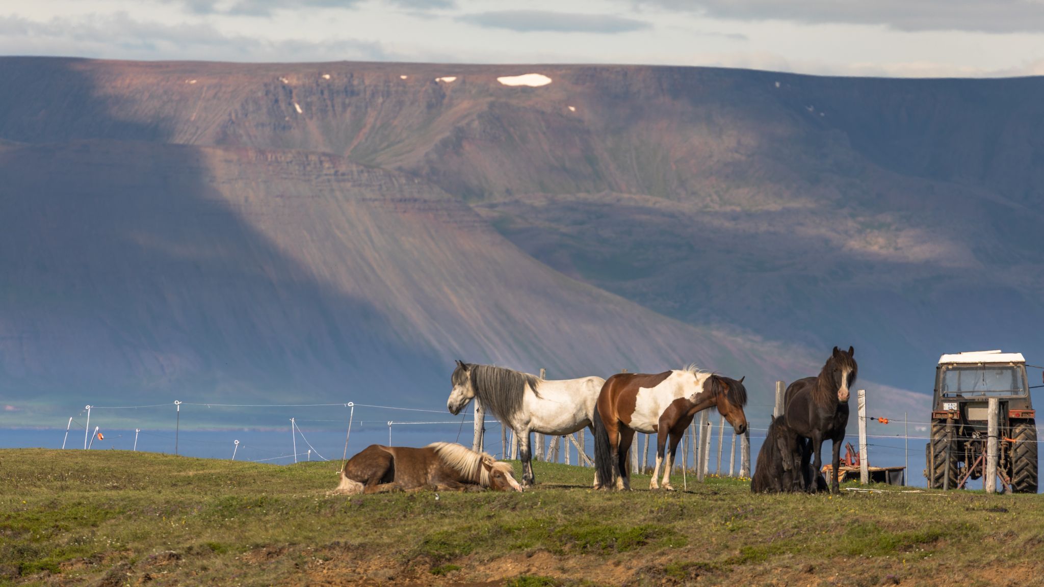 Icelandic horses, Kaplahesta, Hofsós, Iceland