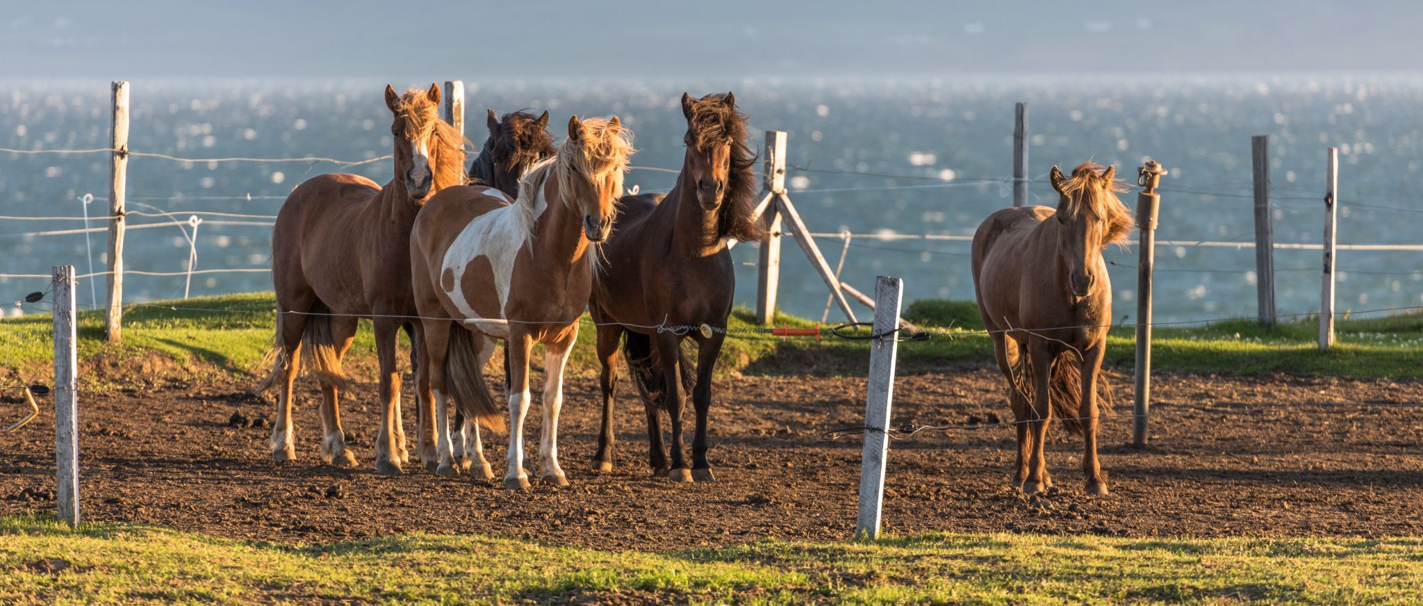 Icelandic horses, Kaplahesta, Hofsós, Iceland