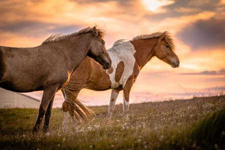 Icelandic horses, Kaplahesta, Hofsós