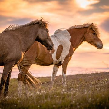 Icelandic horses, Kaplahesta, Hofsós, Iceland