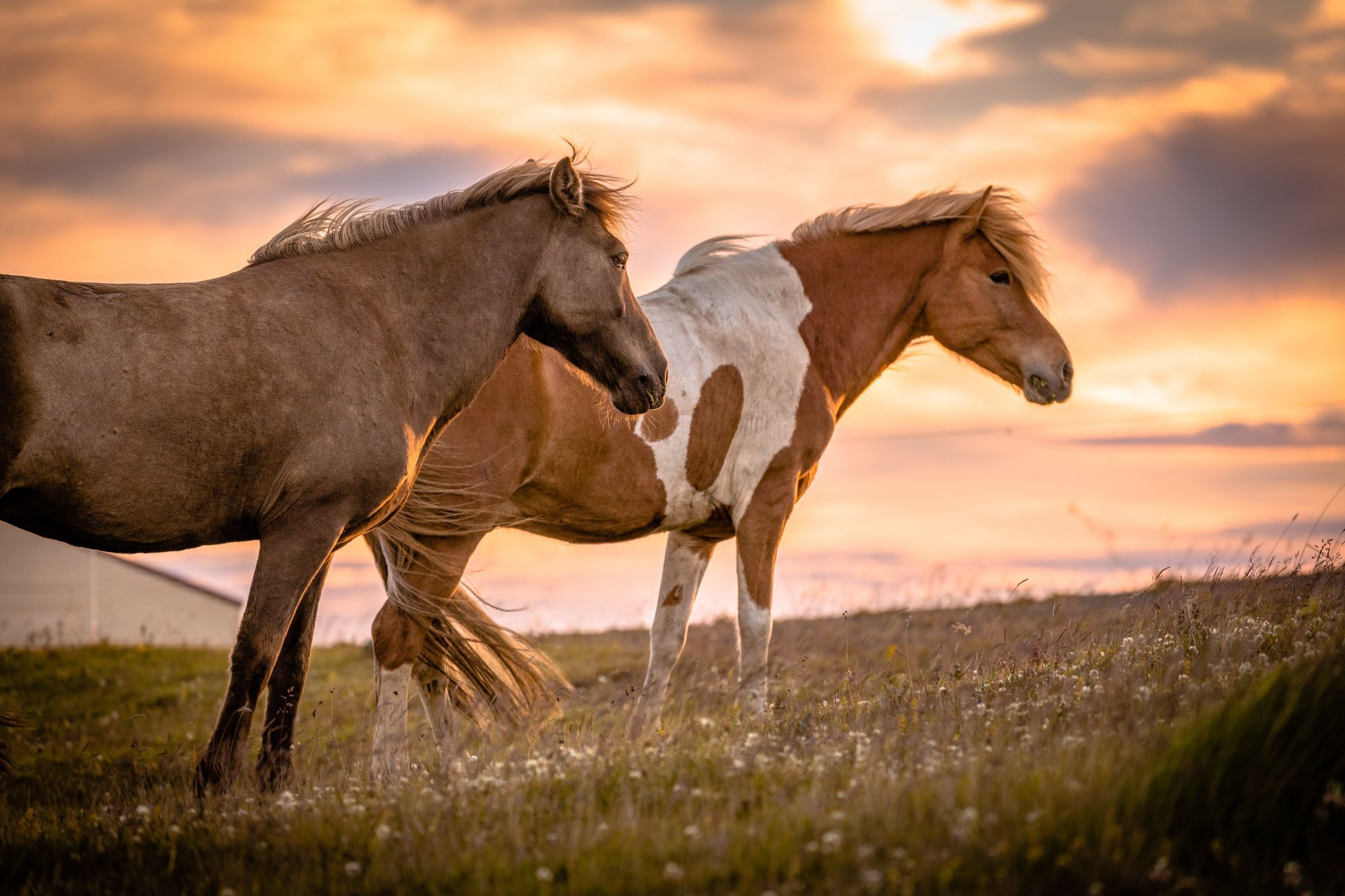 Icelandic horses, Kaplahesta, Hofsós, Iceland