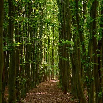 Lined forest, Czech Republic