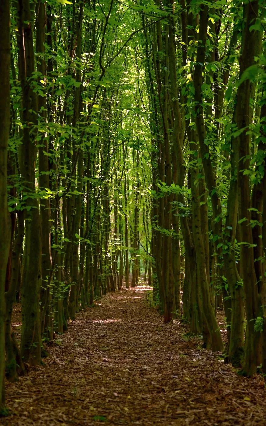 Lined forest, Czech Republic