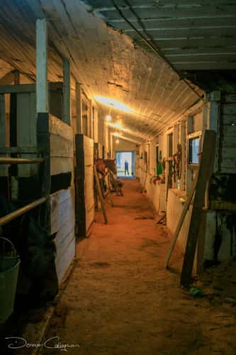 Nuwara Eliya Race Course stables