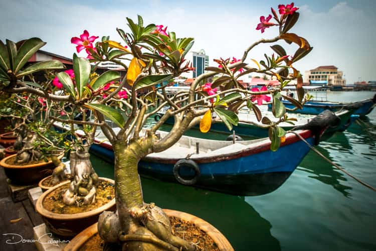 Penang Flowers and boats Clan Pier Georgetown