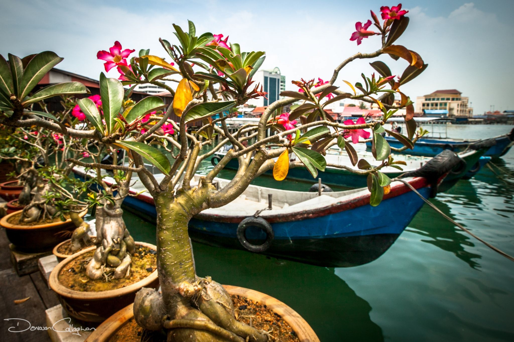 Penang Flowers and boats Clan Pier Georgetown, Malaysia