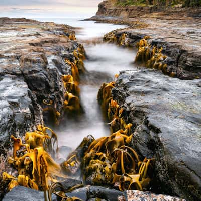 Petrified Forest Curio Bay, New Zealand