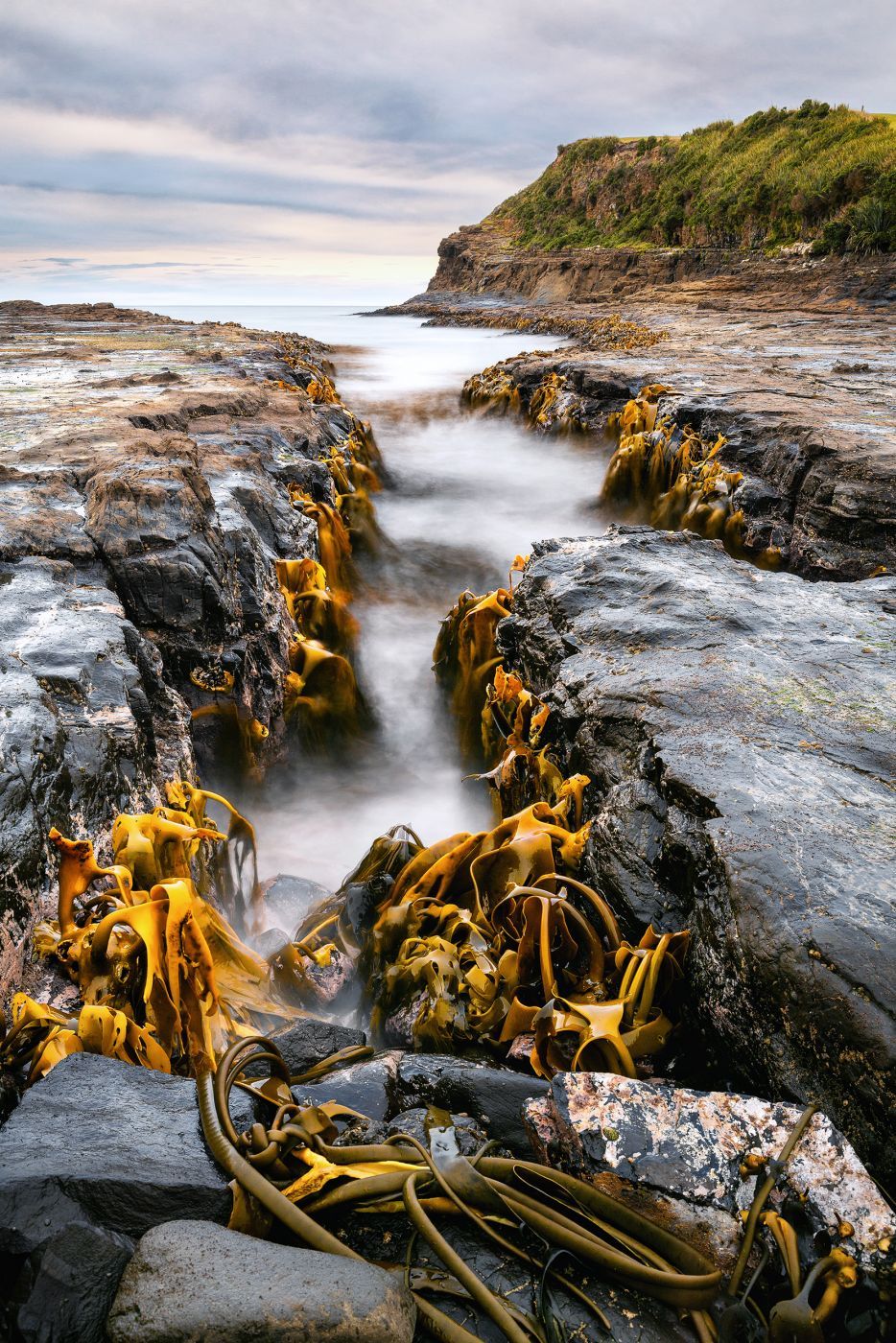 Petrified Forest Curio Bay, New Zealand