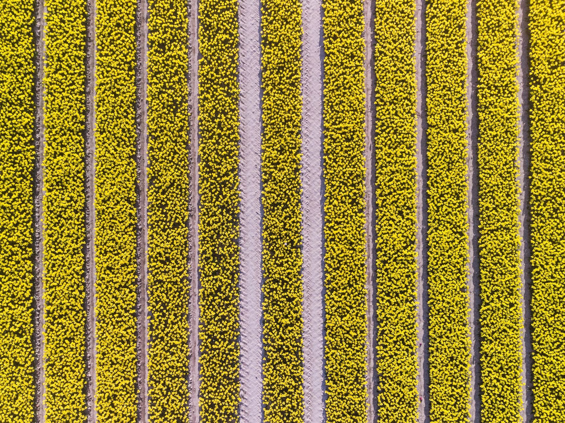 Photographying Tulips, Netherlands