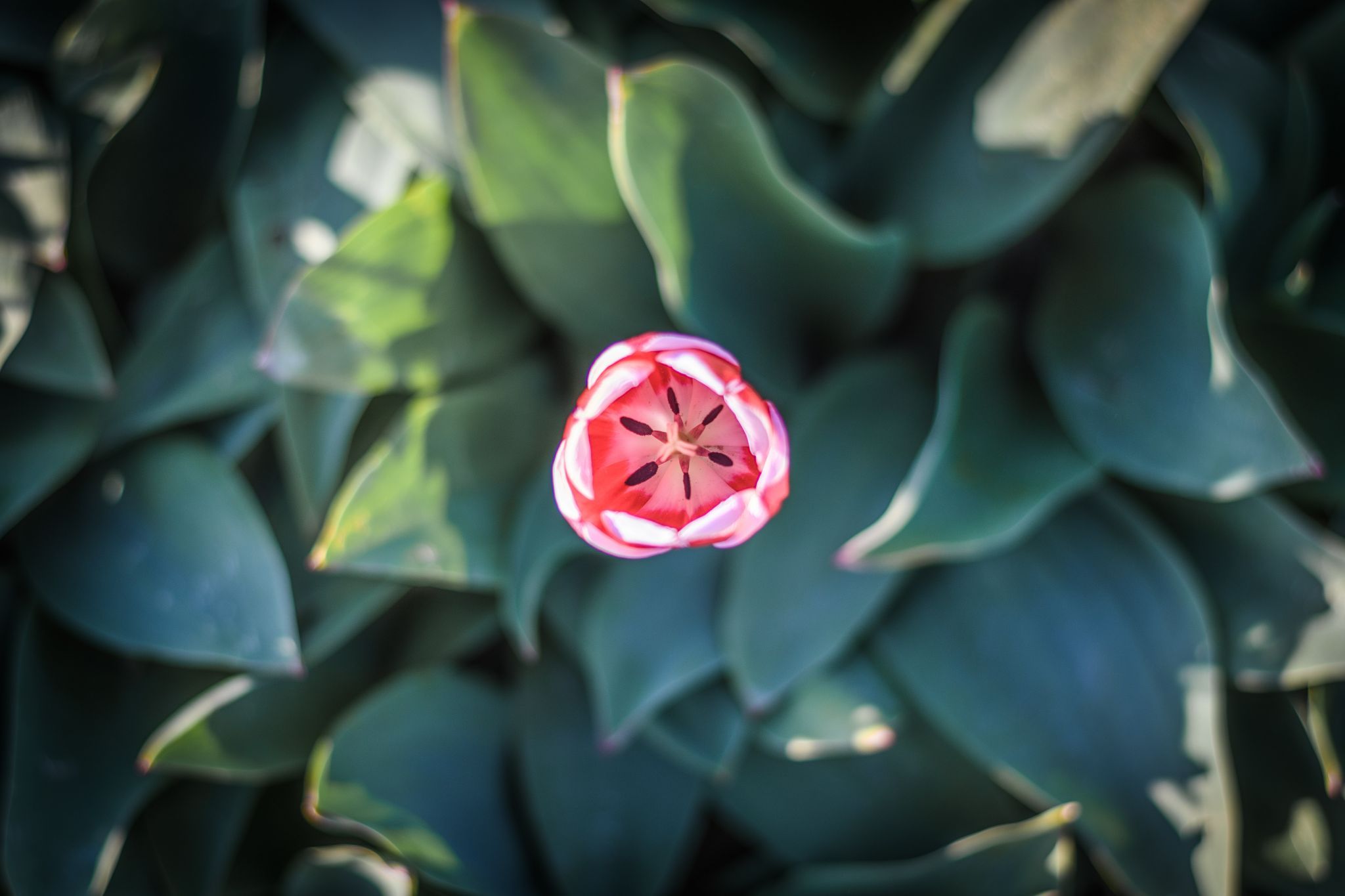 Photographying Tulips, Netherlands
