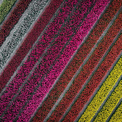 Photographying Tulips, Netherlands